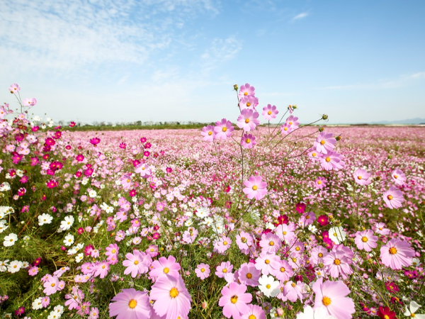 ‘지평선 별빛드론쇼’로 화려한 제23회 김제지평선축제 개막