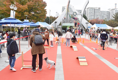 노원구, '어서오시개! 오늘을 기다렸다옹~' 반려동물 문화축제 개최