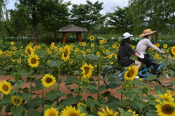 거창창포원 해바라기