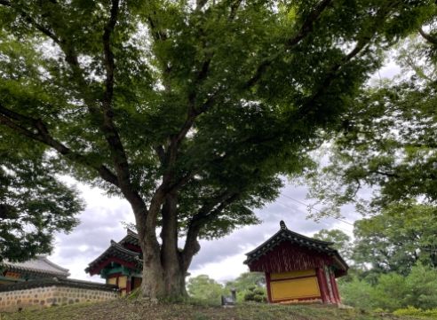 ‘이상한 변호사 우영우’팽나무가 상당구에도 있다고?!