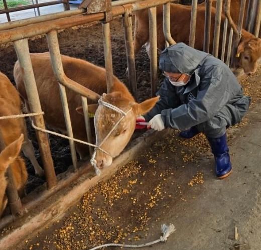 정읍시, 9만 7000여 마리 소에 럼피스킨 백신 접종…전염병 예방 ‘총력’