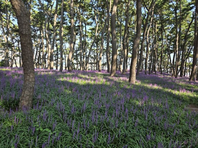 대왕암공원 맥문동(해송림 하부공간)