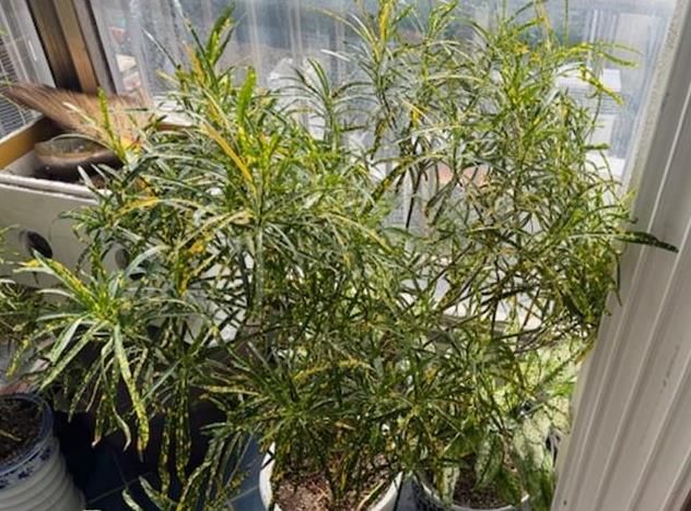 기증자 상담, 기증 식물 크로톤‘골드 더스트’(Codiaeum variegatum 'Gold Dust')