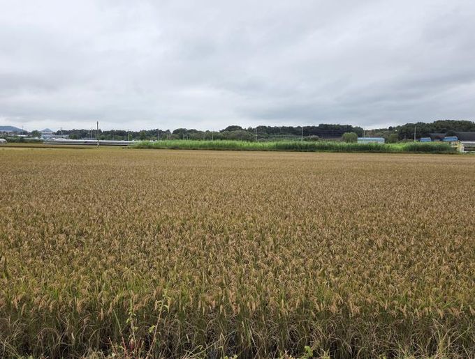 세종시, 벼 깨씨무늬병 피해 조사 실시