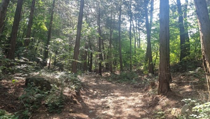 함양군, 소나무류 반출 금지구역 10월 21일 자로 일부 해제