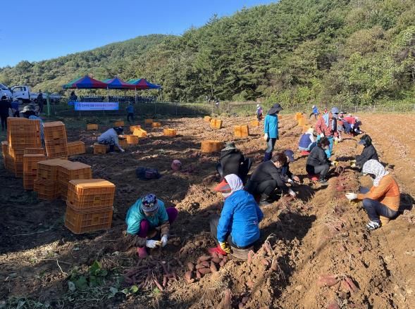 하동 농촌지도자회, 공동과제포 고구마 수확 “협동의 땀방울”