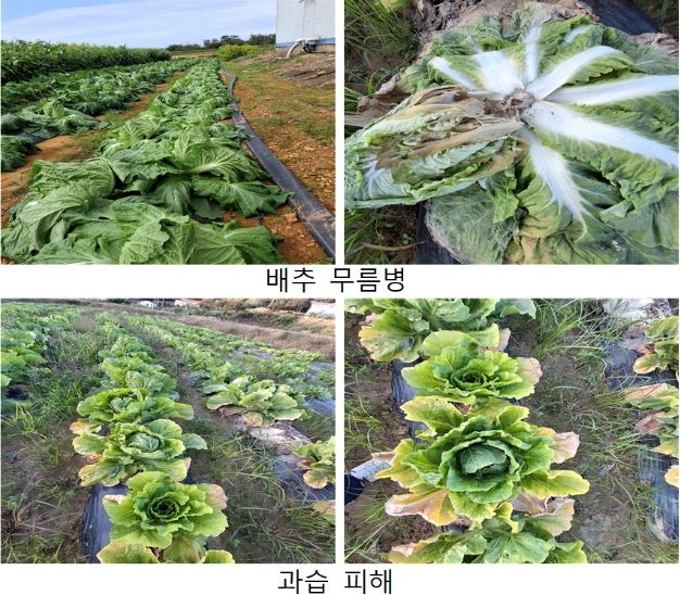 가을배추 무름병 확산, 철저한 방제 당부