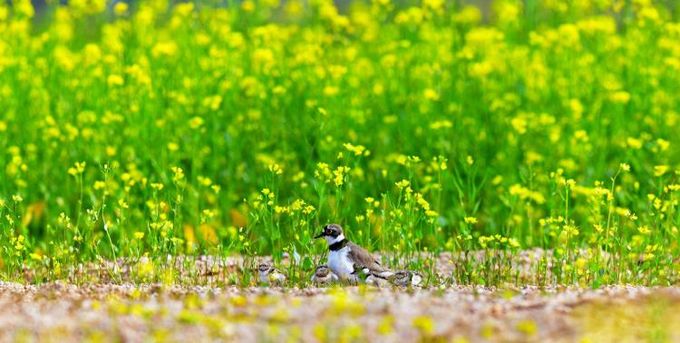 (양양생태사진연구회) 꼬마물떼새_선종용