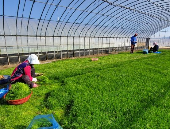 해남군“바다향 품은 간척지의 명품채소”세발나물 출하