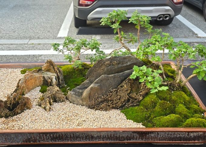 여주시관상국화연구회, 강천섬 힐링 문화 축제장에서 전시회 개최