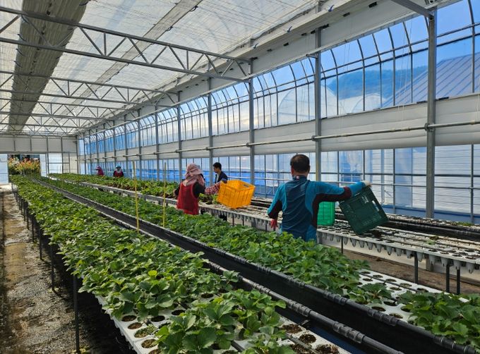 딸기묘 2만 5천 주 긴급 공급