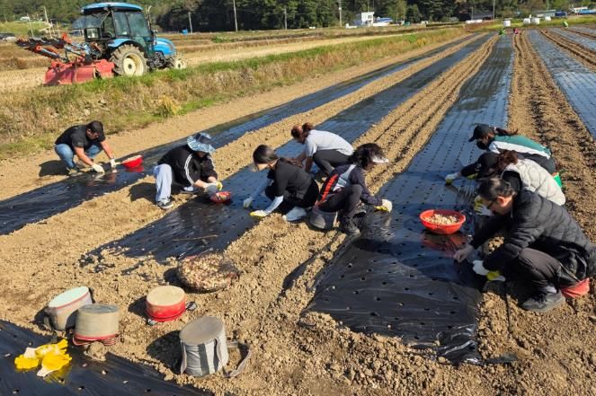 고성군청 주민생활과, 가을철 농촌일손돕기에 나서