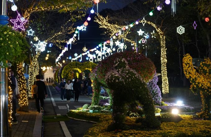해남미남축제 즐길거리 (국화향연)