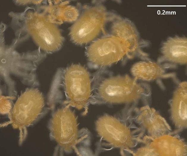 청주시 “가을 단풍 속 위협, 털진드기 조심하세요”