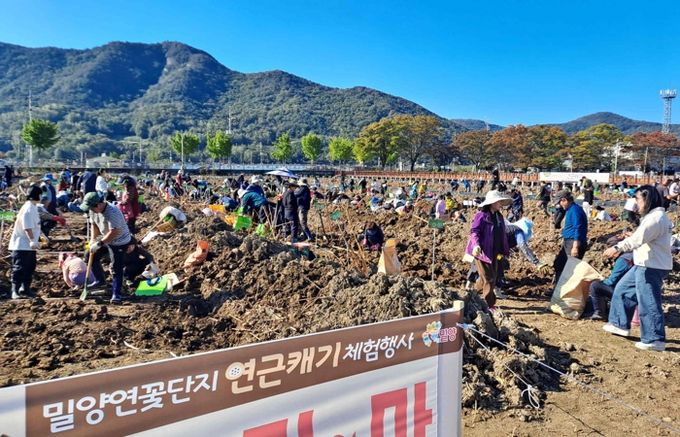 1일 밀양연꽃단지에서 열린 연근캐기 체험행사 전경
