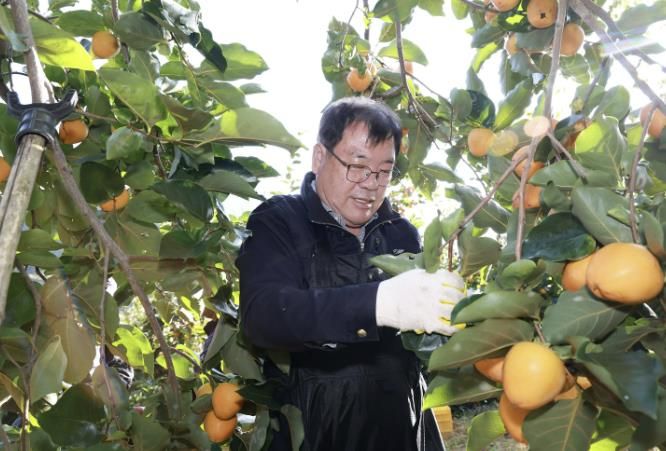 산청군, 농촌 일손 돕기 '구슬땀'