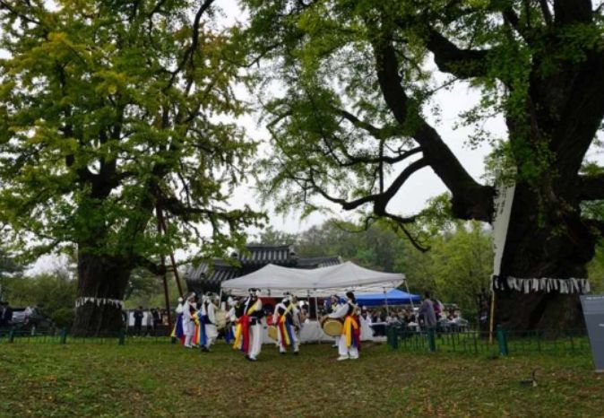 당산나무 할아버지 활동 모습 ‘세종 임난수 은행나무’ 당산제