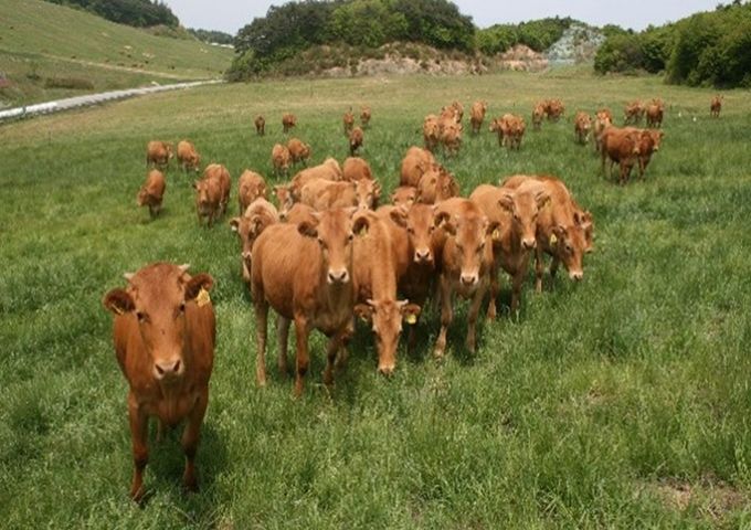 량 암소 분양으로 농가 수익 구조 개선 및 품질 향상 유도