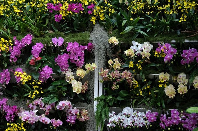 열대관 난초 전시 '오늘, 난(蘭)'