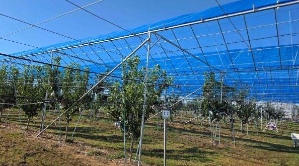 배 농가와 함께 ‘과수 기후변화 대응 현장 컨설팅’