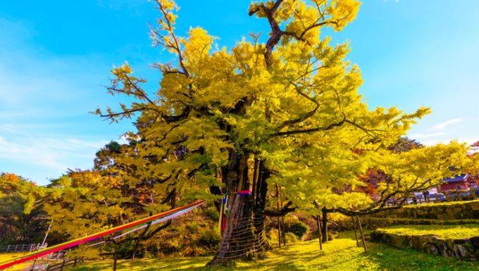 영동군 영국사 은행나무