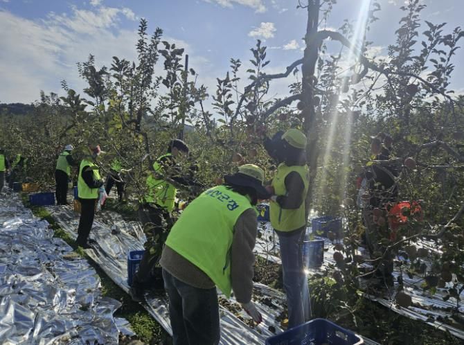 건축과 직원 사과 따기 작업 모습