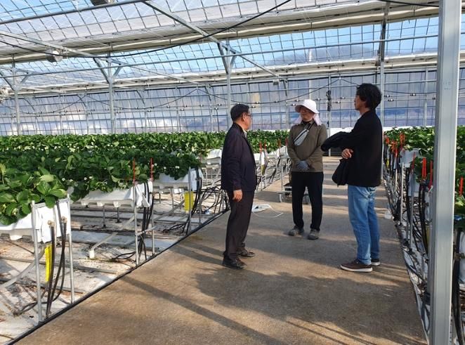 임실군, 겨울철 대비 딸기 생육 관리 현장 지도