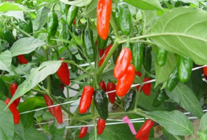 오이모자이크바이러스, 역병, 포티바이러스, 토마토반점시들음바이러스 저항성 자원(IT229195)