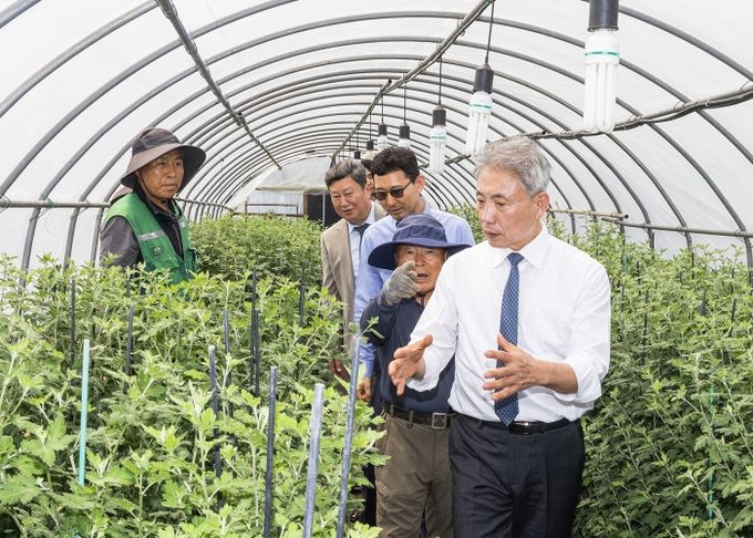 윤환 구청장, '가을꽃 전시회' 준비 국화 재배 현장 확인(2025년 5월)