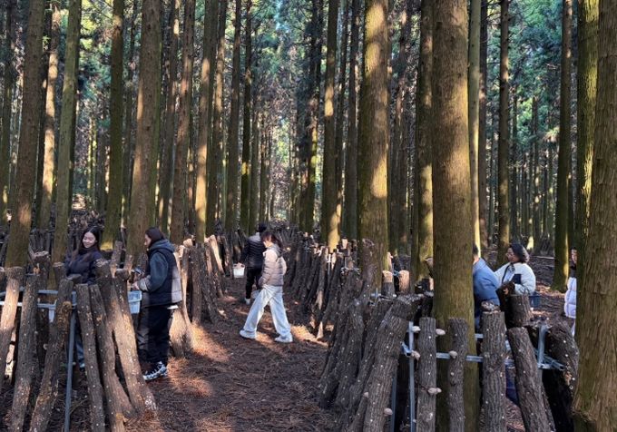 ‘버섯따기 체험 및 버섯장아찌 만들기’ 프로그램