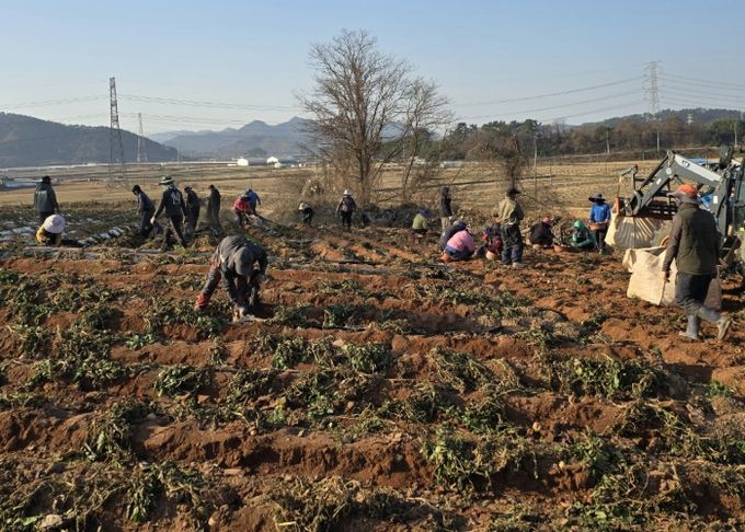 홍농청보리영농조합
