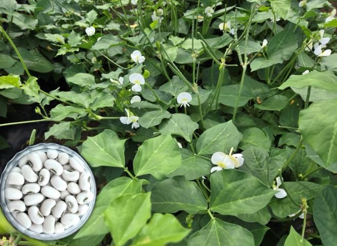 흰색 동부 신품종 미당 사진