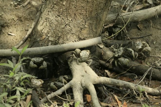 장항습지 말똥게와 버드나무