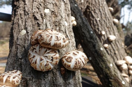 전라남도 장흥군에서 재배하는 표고버섯 생산현장
