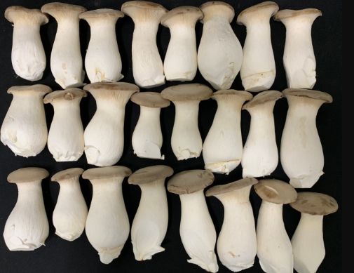 홍삼 부산물 배지에서 재배한 큰느타리버섯