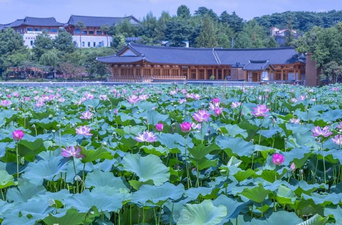 새단장 마친 덕진공원, 시민 품으로! (연꽃군락지)