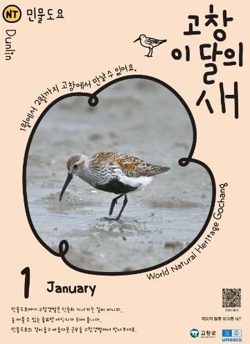 고창군, 1월 ‘고창갯벌 이달의 새’ 로 ‘민물도요’ 선정