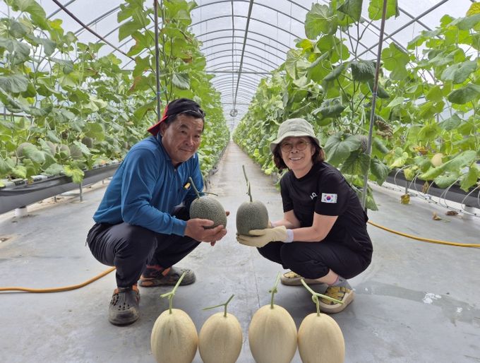 ‘하미과 멜론, 구미 농업의 전략작목으로 안착