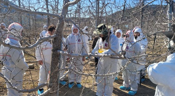 영덕군 농업기술센터가 농가 현장에서 화상병 예찰과 방제 교육을 진행하고 있다.