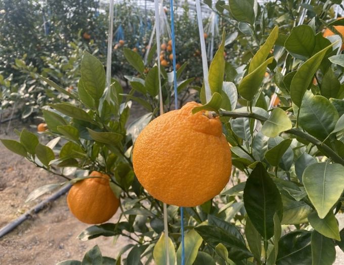 포항시에서 재배한 아열대 과수작물 한라봉