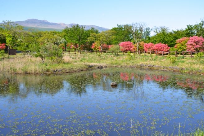 수생식물원의 참꽃나무