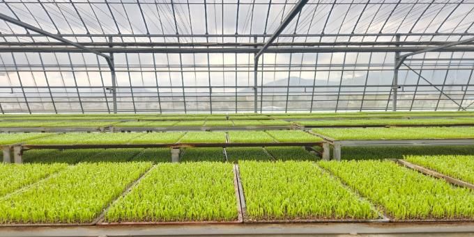 남해군, 2026년 벼 육묘분야 보조사업 신청·접수-상자모 사진