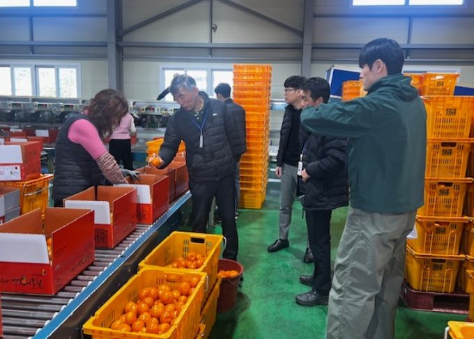 미국산 만다린 수입 대응 고품질 만감류 출하 지도