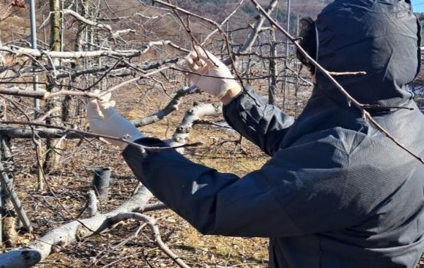 겨울철 과수 화상병 궤양 집중 예찰