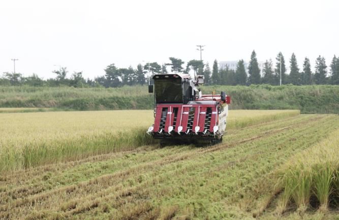 2024년 송암리에서 첫 벼를 수확하는 모습