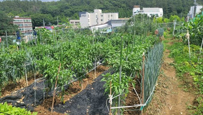 2026년도 대구 남구 공영텃밭 분양 신청 접수