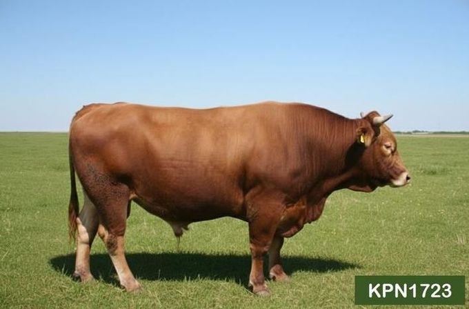 보증씨수소 KPN1723