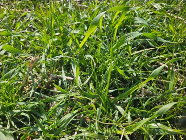 트리티케일 성숙 전경