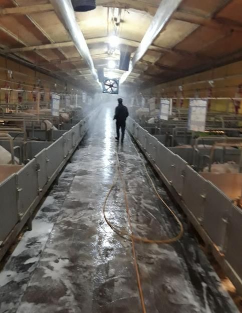 전국 최대 양돈단지 홍성, ASF 철통방역 긴급 돌입