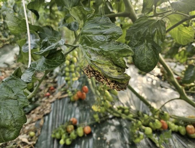 결로로 인한 토마토 곰팡이병(진균류) 감염 모습
